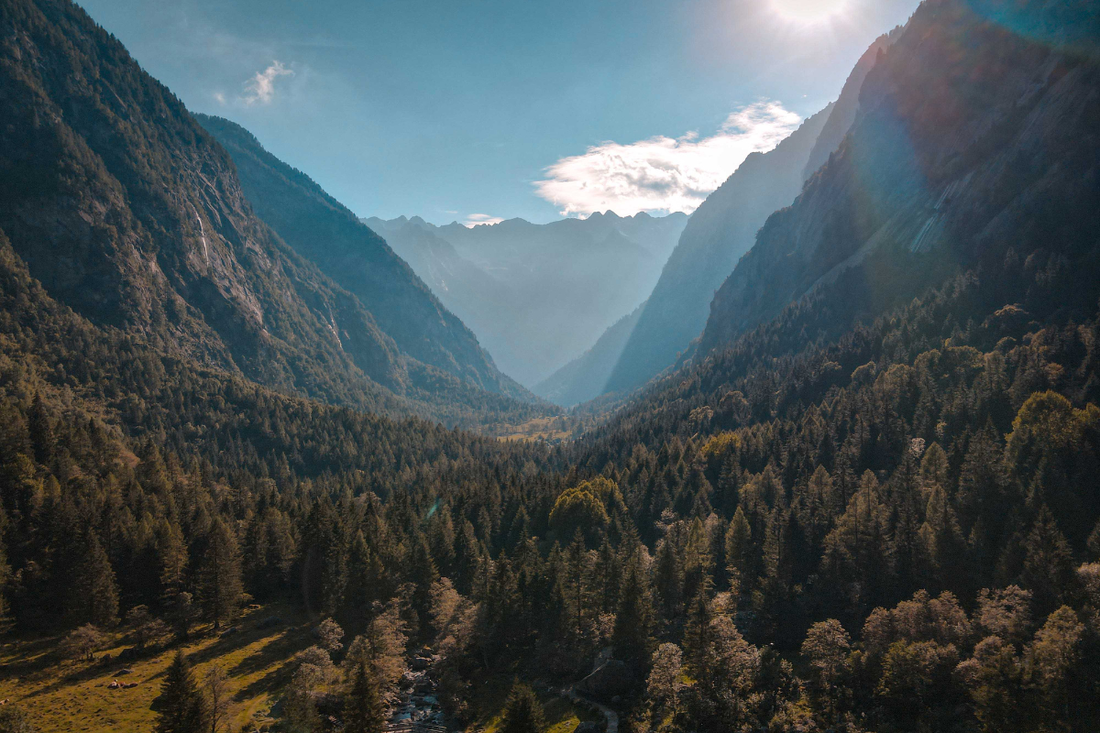 La importancia de los bosques como ecosistemas en el mundo (Prueba 2)
